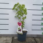 Moruša biela (Morus alba) ´GIANT FRUIT´ - výška 40-50 cm, kont. C3L - ČIERNOPLODÁ - VEĽKOPLODÁ